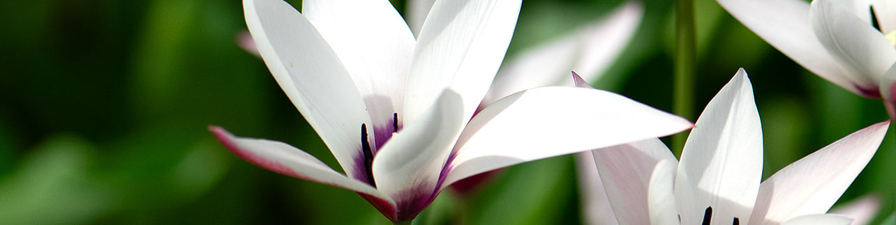 Perennial tulips Perennial tulips