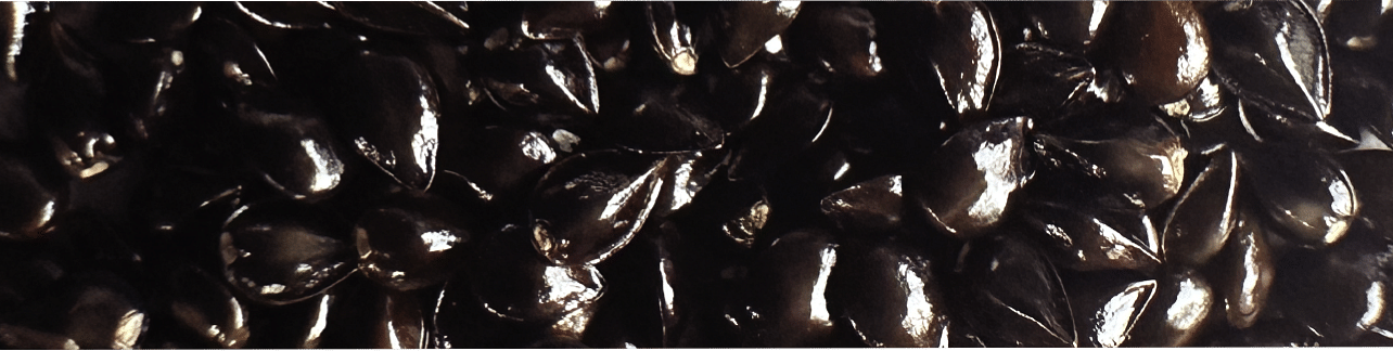 Seeds Seeds