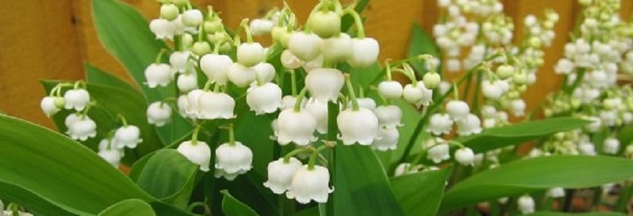 Convallaria (Lily of the Valley) Convallaria (Lily of the Valley)