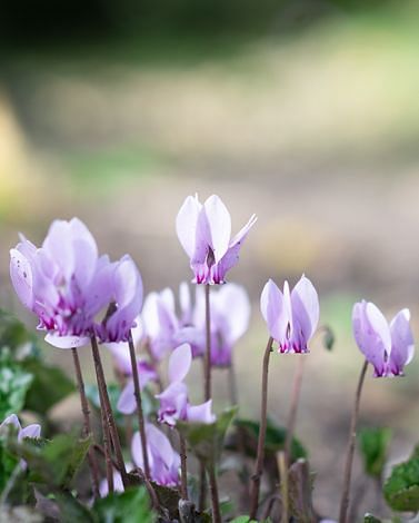 Cyclamen Hederifolium (Neapolitanum)