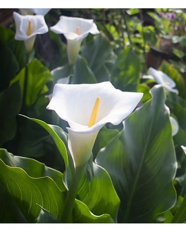 Zantedeschia Aethiopica