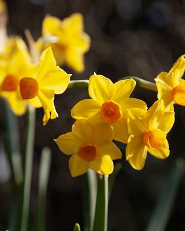 Indoor Flowering Narcissus Grand Soleil D'Or (Christmas Flowering) Bulbs