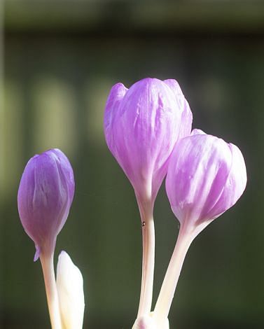 Colchicum The Giant