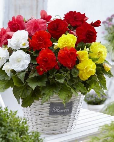 Begonia Double Mixture Bulbs