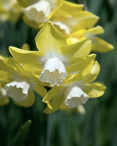 Narcissus Verdin 