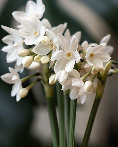 Indoor Flowering Narcissus Paperwhite Ziva (Christmas Flowering) Bulbs