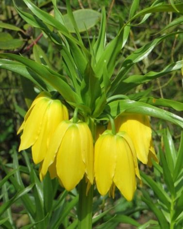 Fritillaria Crown Imperialis Lutea Bulbs