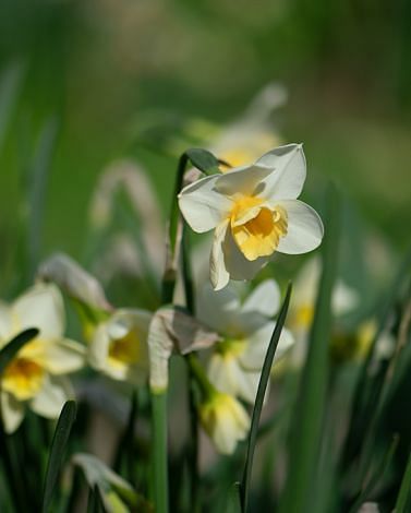 Narcissus Sweet Love Bulbs