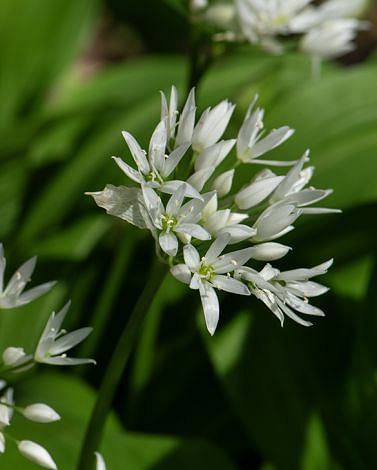 Allium Ursinum Bulbs