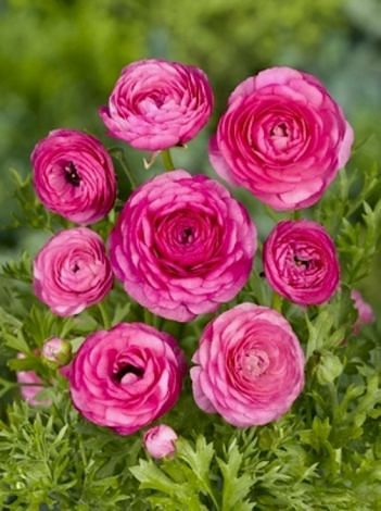 Ranunculus Aviv Pink Bulbs