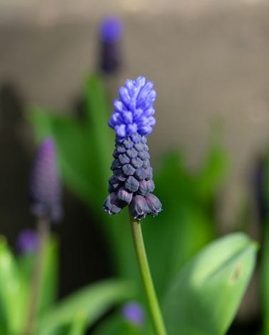 Muscari Latifolium