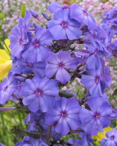 Phlox Blue Paradise