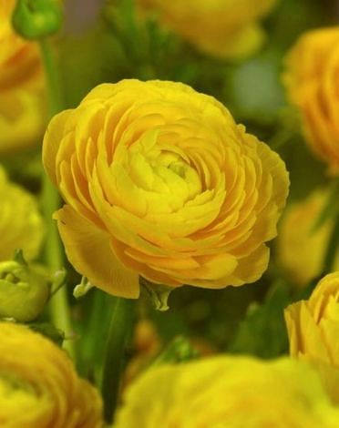 Ranunculus Aviv Dark Yellow