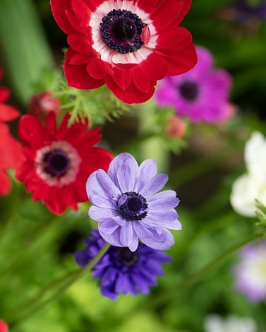Anemone St Brigid Bulbs