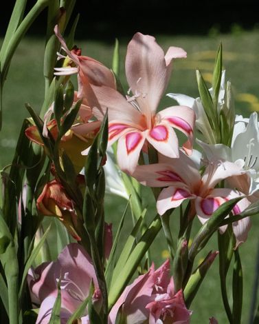 Gladiolus Nanus Mixed
