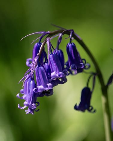 Scilla Nutans