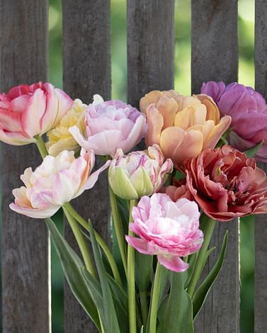Tulip Cut Flower Mix