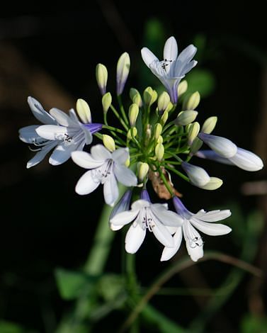 Agapanthus Twister