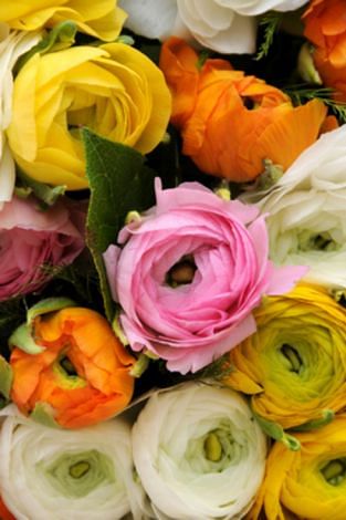 Ranunculus Asiaticus Bulbs