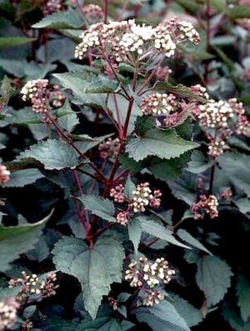 Eupatorium Rugosum Chocolate