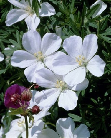 Geranium Album