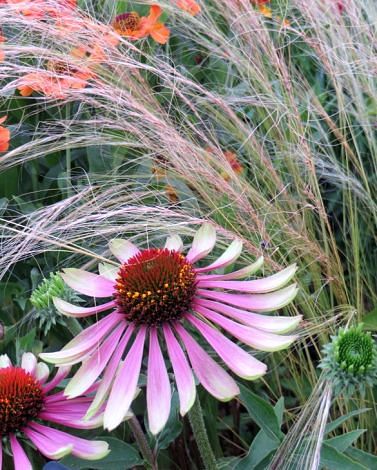 Echinacea Green Twister