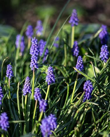 Muscari Armeniacum Bulbs