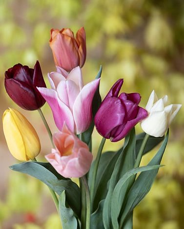 Tulip Cut flower Mix