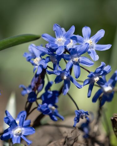Chionodoxa Sardensis Bulbs