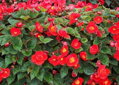 Begonia Multiflora Flamboyant
