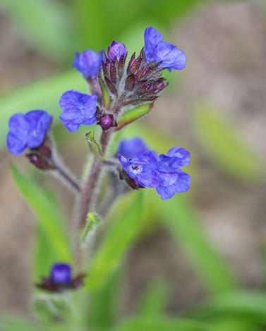 Anchusa Azurea Loddon Royalist Bulb | Peter Nyssen | Buy Flower Bulbs and Plants Online
