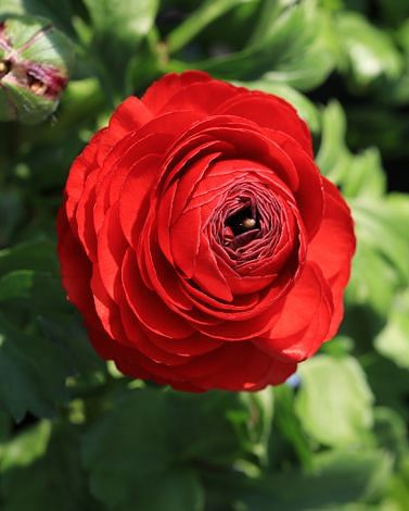 Ranunculus Red Bulbs