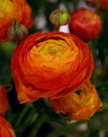 Ranunculus Aviv Orange 
