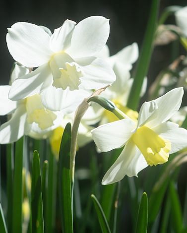 Narcissus Pueblo