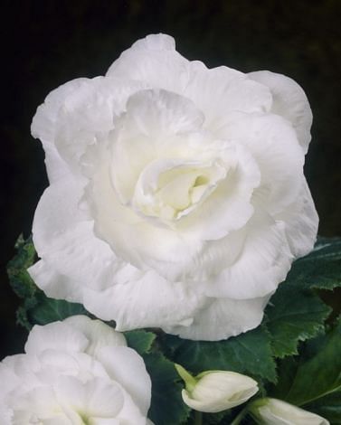 Begonia Double White Bulbs