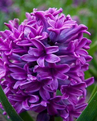 Hyacinth Miss Saigon Bulbs