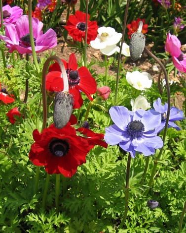 Coronaria De Caen Mixture  Bulbs