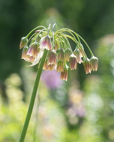Allium Nectaroscordum Siculum Bulbs