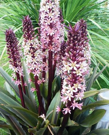 Eucomis Sparkling Burgundy Bulbs