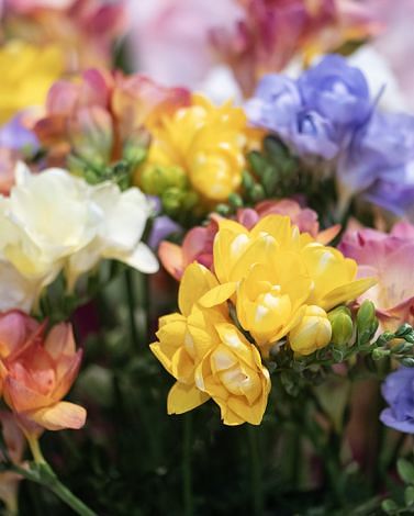 Freesia Double Mixture Bulbs