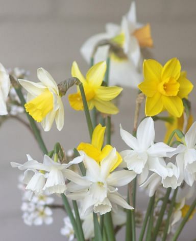 Miniature Daffodils & Narcissus Mixture Bulbs