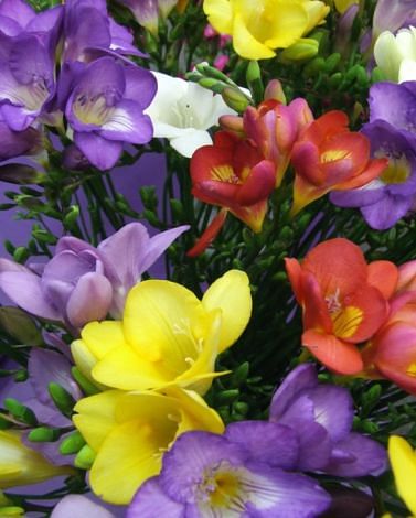 Freesia Single Mixture Bulbs