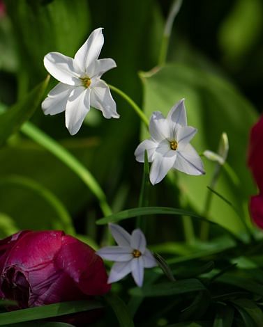 Ipheion Alberto Costello