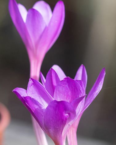 Colchicum Speciosum