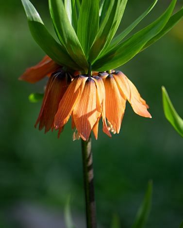 Fritillaria Crown Imperialis Aurora Bulbs