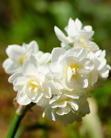 Indoor Flowering Narcissus Erlicheer Bulbs