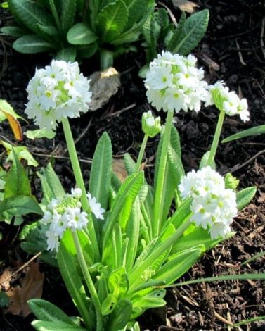 Primula Denticulata Alba