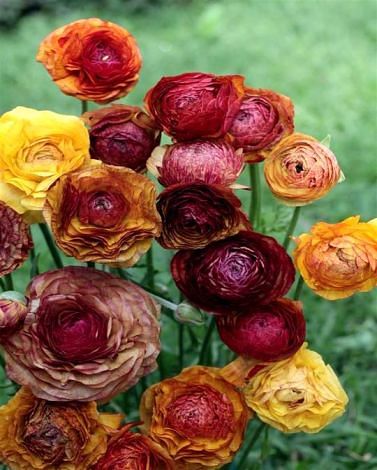 Ranunculus Café