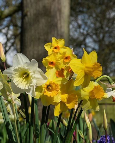 Narcissus Mixture