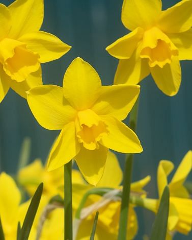 Narcissus Sweetness Bulbs